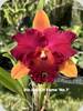 Rlc. Hall of Fame No.1